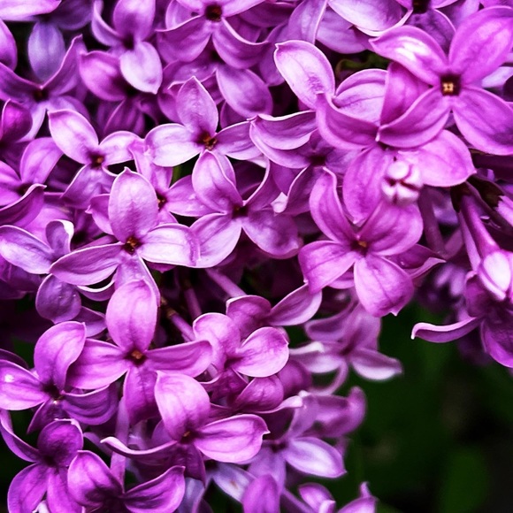 Meet your Posher, Synthia - Picture 1 of 2